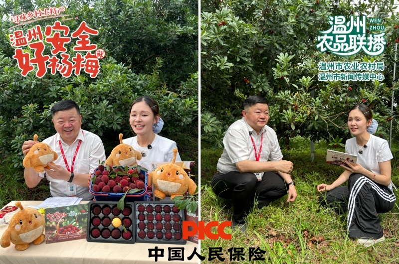 一颗文成杨梅的鲜甜守护之旅:高山品质打底,双重保险护航